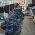 Otkrivena ilegalna laboratorija: Policija zaplenila pola tone marihuane i uhapsila šest osoba