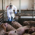 U Srbiji afrička kuga registrovana u sedam okruga, uginula ili eutanazirana 36.101 svinja