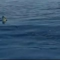 Ajkula viđena kod grčkog ostrva: Snimili je na 80 metara od obale