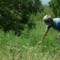 Alergije, stop Ova srpska planina je raj za bolesne od polenske kijavice