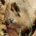 Šteta na usevima ogromna Sve više divljih svinja izaziva pustoš u ovoj državi, na udaru i urbani delovi