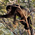U Meksiku zbog vrućina, uginuli majmuni padaju s drveća