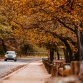 Vozači, pazite! Ovo u jesen je opasnije od leda i može da vas uništi