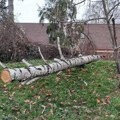 Jak vetar oborio stablo: Breza pala u gornjem delu grada Vranja