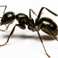 Prolećna invazija mrava: Kako ih zaustaviti i kada zvati stručnjake?