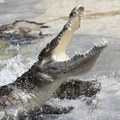 Ženu u čamcu napao aligator, delovi tela nađeni na obali: Užas na poznatom jezeru