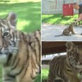 (Video) Bengalska tigrica Dragana je atrakcija jagodinskog zoo vrta Po rođenju bila "malo ljuta", danas jede dva kilograma…