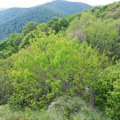 Vlada usvojila Uredbu o proglašenju predela izuzetnih odlika "Planina Jelica"