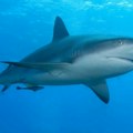 Surfer preminuo nakon napada ajkule u Sidneju