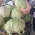 Како врањанци киселе купус: Увелико бирају главице, али само оног скупљег, јер јужњаци не пазаре онај 10 динара јефтинији…