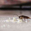 Pokušala da ubije bubašvabu "bacačem plamena", ali je situacija izmakla kontroli - ima i žrtava