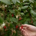 Zima samo što nije, a berba malina u punom jeku: Ovo je cena kasne sorte FOTO