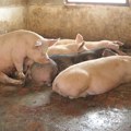 Zbog afričke kuge eutanazija čak 10.000 grla na farmi u Hrtkovcima