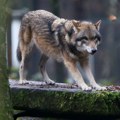 Drama u zoološkom vrtu u Nemačkoj: Osmogodišnja devojčica prevezena helikopterom u bolnicu nakon napada vuka