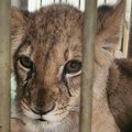 Mala lavica u Zoološkom vrtu Palić u kritičnom stanju