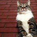 Mačka ljubica u slagalici Čuvarka ''Pionira'' sve popularnija