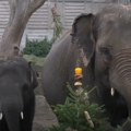 Snimak koji će rastopiti i najtvrđa srca Evo kako životinje u berlinskom zoo-vrtu slave nakon Nove godine (video)