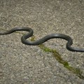 U Nišu se plaše zmija na ulicama, uhvaćena i „bradata agama“