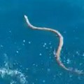 (Video, foto) neobičan prizor u moru: Ribar uhvatio zmiju blizu plaže u Neumu, a potom je vratio u vodu