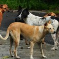 Devojku u Bujanovcu napao čopor pasa, jedan joj pokidao nogavicu pantalona: Veće posledice sprečili prolaznici