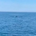 Морски див снимљен у Јадрану: Нестваран призор код Херцег Новог, стручњаци позивају на опрез