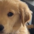 Šta to bi? Pogledajte reakciju ovog psa kada je prvi put čuo sebe kako laje - neodoljiva je