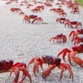 Milioni kraba na ulicama Božićnog ostrva