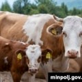 Poljoprivrednici u Srbiji poklanjaju tone mleka zbog niske cene