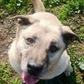 Humanitarni kviz "ŠapoZnalica" u Radio kafeu: Prikupljanje pomoći za napuštene pse