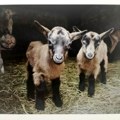 Pustili samo 4 koze na ostrvo, a onda je usledila katastrofa: Napravile haos koji je trajao decenijama
