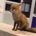Lisica snimljena na naplatnoj rampi Snimak iz Crne Gore zapalio mreže (VIDEO)