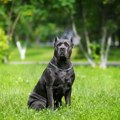 Nikola nudi paprenu nagradu za pronalazak kimba! Nestao u Banatskom Velikom Selu, vlasnik moli za pomoć (foto)