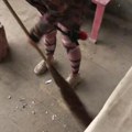 Čisti kao da joj je poslednje! Ovo je najvrednija učesnica Farme, evo šta sve radi