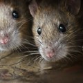 Proglašena epidemija leptospiroze u Kantonu Sarajevo: Upravo donete hitne mere