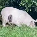 Svi vide svinju na slici, ali istina je potpuno drugačija Rešenje ove mozgalice će vas ostaviti bez reči!