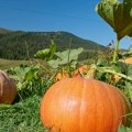 Farmer iz Belgije uzgojio bundevu tešku više od tone: Pobedio na lokalnom takmičenju (foto)