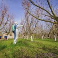 Sad je pravi trenutak: Šta treba uraditi u voćnjaku da se spreče bolesti i štetočine