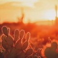 U Zrenjaninu od petka ekstremno visoke temperature! Jutarnje od 20 dnevne do 39 stepeni! Vremenska prognoza 31.7.2026. -…