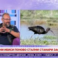 Povratak crnog ibisa u Zasavicu - nakon sedam decenija retka ptica ponovo gnezdi u rezervatu