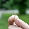 Vukovarci traže od države da ih zaštiti od komaraca