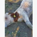 Horor na Goliji: Šakal upao na imanje meštana i zaklao bika od preko 350 kilograma, meštani u strahu ne znaju kome da se…
