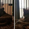 Mali lavić slabašan leži, ali se okrenuo da mjaukne u kameru: Presladak snimak iz Zoo vrta na Paliću