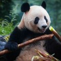 Kina osniva nacionalni istraživački centar za očuvanje džinovskih pandi