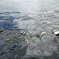 Sitne morske životinje zbog plastičnog otpada gube volju za seksom