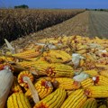 Izveštaj sa Produktne berze Novi Sad Kukuruz i pšenica skuplji, soja jeftinija
