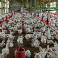 Slovenija: Do pet milijuna eura dostupno za ulaganja u peradarstvo