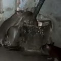 I ovo je centar Evrope! Brisel, grad moći i pacova