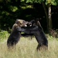 Raste strah u Japanu: vlada angažuje lovce zbog sve češćih napada medveda (VIDEO)