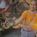 Radnik JKP ,,Šumadija“ od sigurne smrti prese spasao mače