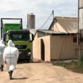 Afrička kuga svinja ne posustaje – slede nenajavljene kontrole i nove zabrane
